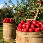 Äpfel bevor sie mit dem Apfelschneider geschnitten wurden