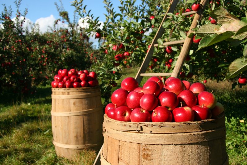 Äpfel bevor sie mit dem Apfelschneider geschnitten wurden